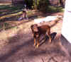 charly01.jpg (729218 Byte)