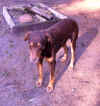 charly02.jpg (691061 Byte)