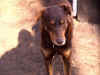 charly08.jpg (396539 Byte)