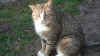 kojak02.jpg (400661 Byte)