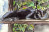 lutzi.jpg (112188 Byte)