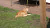 stuemmi.jpg (379004 Byte)