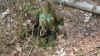 wald.02.jpg (469155 Byte)