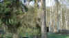 wald01.jpg (487962 Byte)