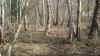 wald.jpg (494911 Byte)