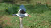 windmoeve.jpg (340416 Byte)